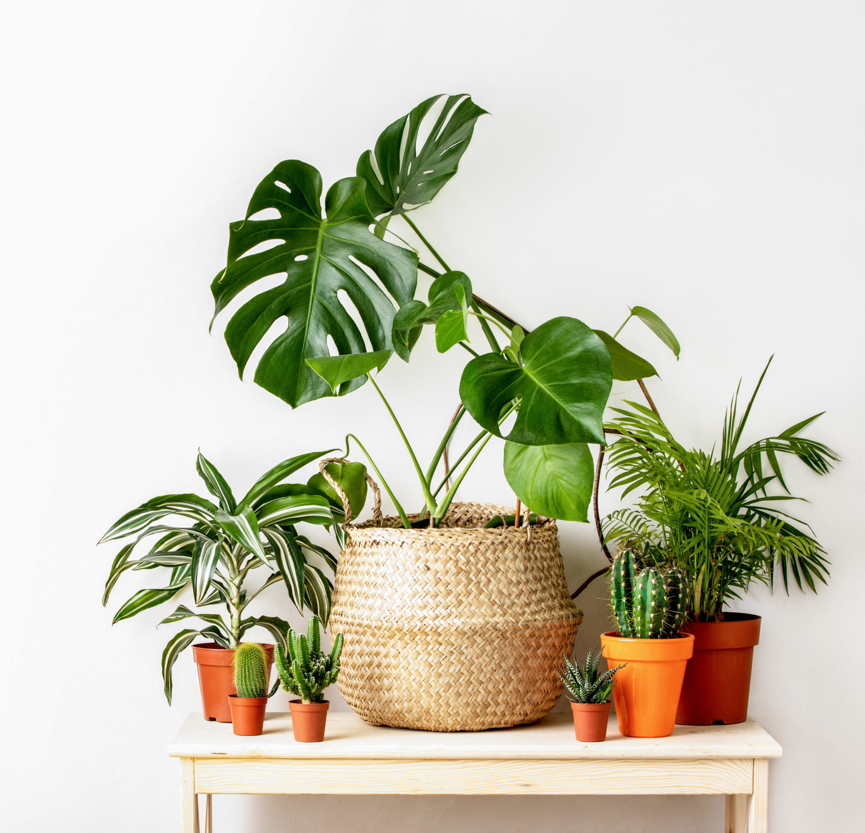 You are currently viewing 10 Plants to Keep your Home Fresh